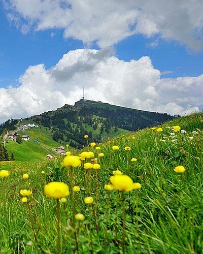 Foto von Rigi Kulm, im Vordergrund gelbe Blumen
