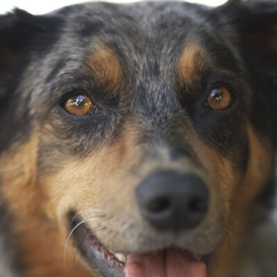 Hund namens "Syrah" mit schwarz-braun geflecktem Fell