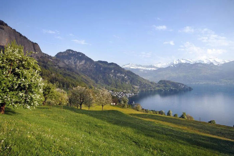 Grüne Wiese mit Bäumen und dem See im Hintergrund (Weggis im Frühling)