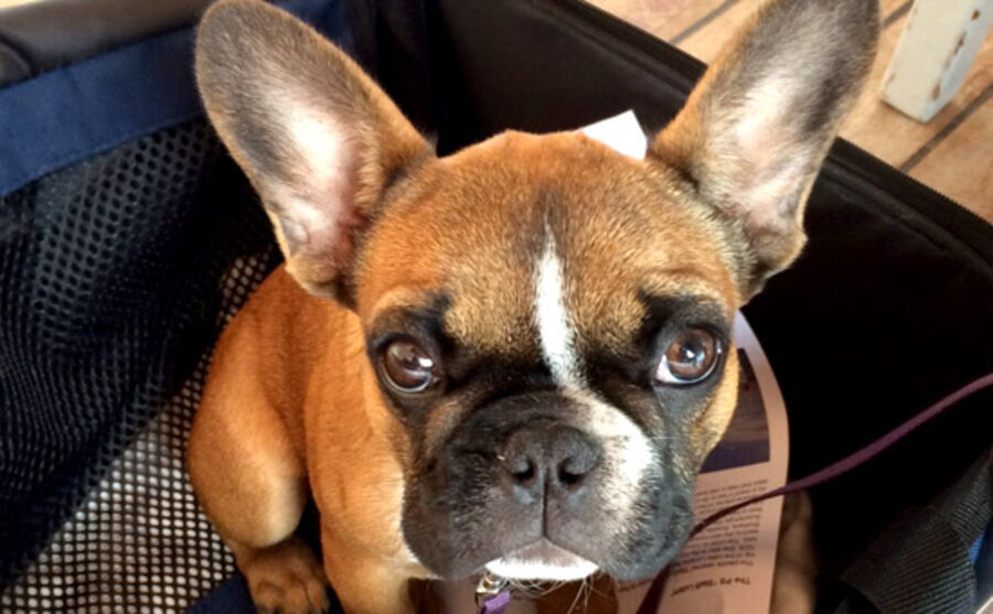 kleiner Hund namens "Fleurie" mit grossen Ohren und braun-schwarz geflecktem Fell