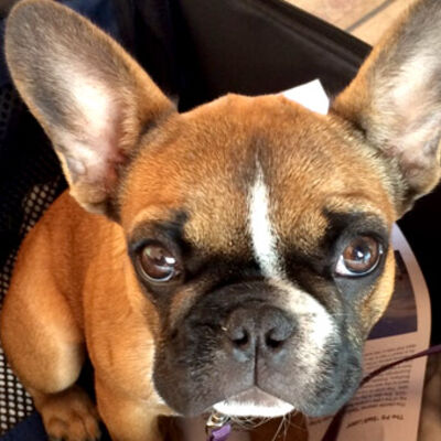 kleiner Hund namens "Fleurie" mit grossen Ohren und braun-schwarz geflecktem Fell